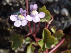 Cymbalaria muralis