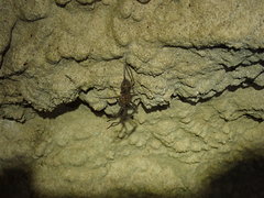 Spelungula cavernicola