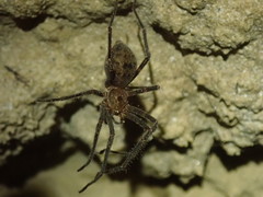 Spelungula cavernicola