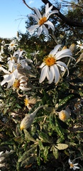 Olearia pannosa