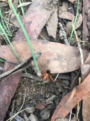 Leptomyrmex nigriventris