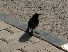 Sturnus vulgaris