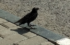 Sturnus vulgaris