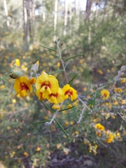 Dillwynia sieberi