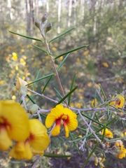 Dillwynia sieberi