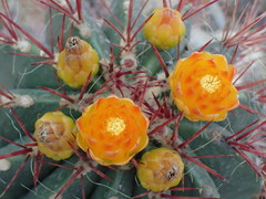 Ferocactus stainesii