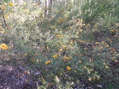 Dillwynia sieberi