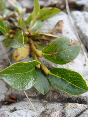 Salix alpina