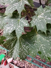 Acer platanoides