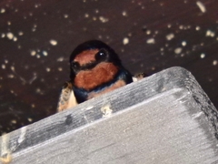 Hirundo rustica