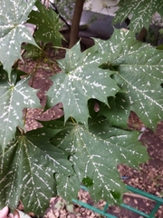 Acer platanoides