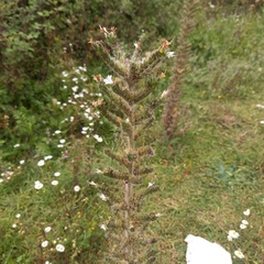 Echium italicum
