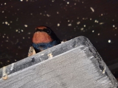 Hirundo rustica