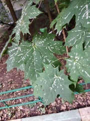 Acer platanoides