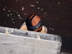 Hirundo rustica