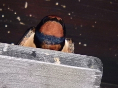 Hirundo rustica