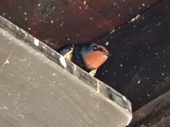 Hirundo rustica