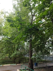 Acer platanoides