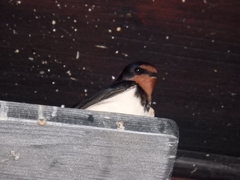 Hirundo rustica
