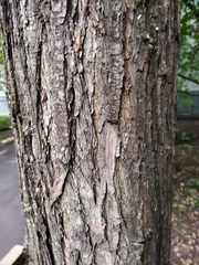 Acer platanoides