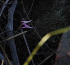 Disa bifida