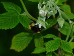 Bombus haematurus