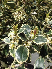 Ilex aquifolium