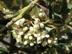 Ilex aquifolium