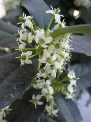 Ilex aquifolium