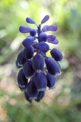 Muscari