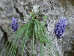 Muscari