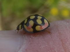 Cheilomenes sulphurea
