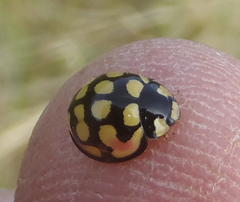 Cheilomenes sulphurea