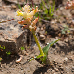 Lachenalia lutea