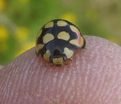 Cheilomenes sulphurea