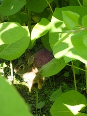 Sylvilagus floridanus
