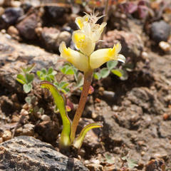 Lachenalia lutea