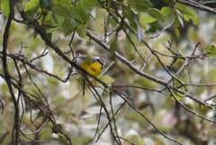 Oreothlypis superciliosa
