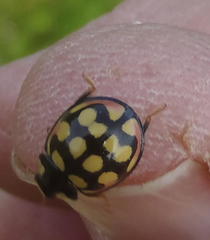 Cheilomenes sulphurea