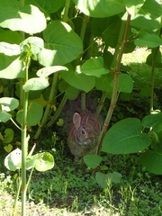 Sylvilagus floridanus