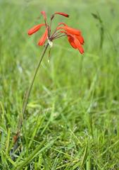 Cyrtanthus brachyscyphus