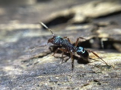 Rhytidoponera aspera