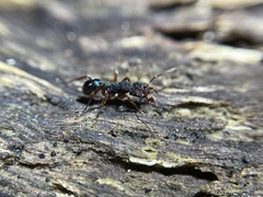 Rhytidoponera aspera