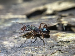 Rhytidoponera aspera