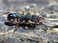 Rhytidoponera aspera