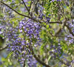 Bolusanthus speciosus
