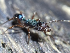 Rhytidoponera aspera