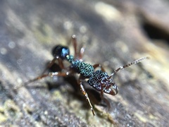 Rhytidoponera aspera