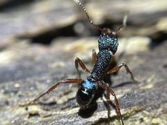 Rhytidoponera aspera