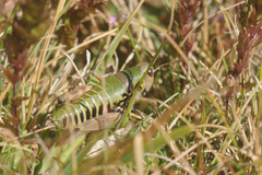 Cophopodisma pyrenaea